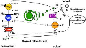 Metabolismo dello iodio nella cellula follicolare